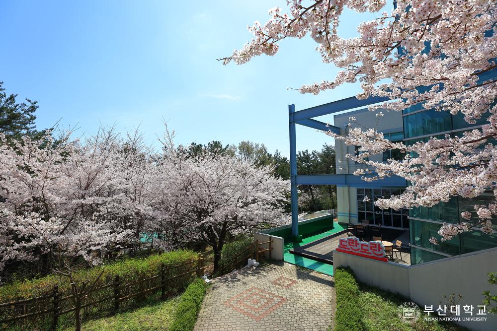 'Busan Campus'