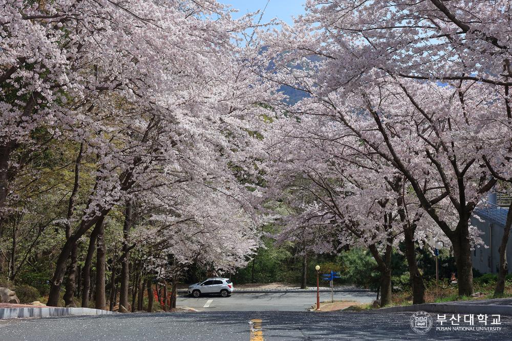 'Busan Campus'